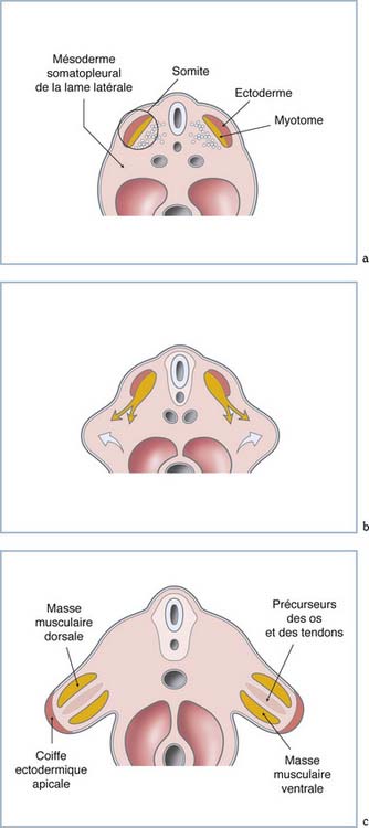 1: Développement Embryologique Du Membre Supérieur | Medicine Key