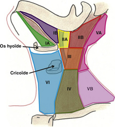 12 Ad nopathies Et Masses Cervicales Medicine Key 12 Ad nopathies Et Masses Cervicales Medicine Key