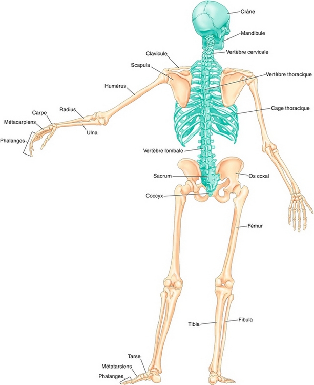 2 Système Squelettique Medicine Key