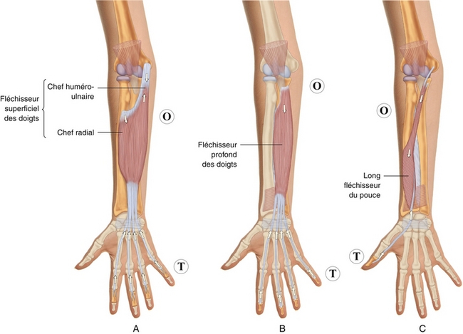 7: Muscles de l'avant-bras et de la main