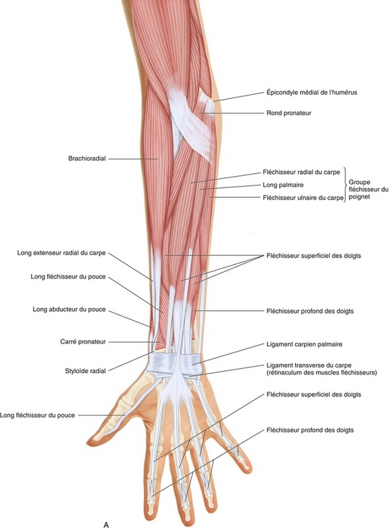 7: Muscles de l'avant-bras et de la main