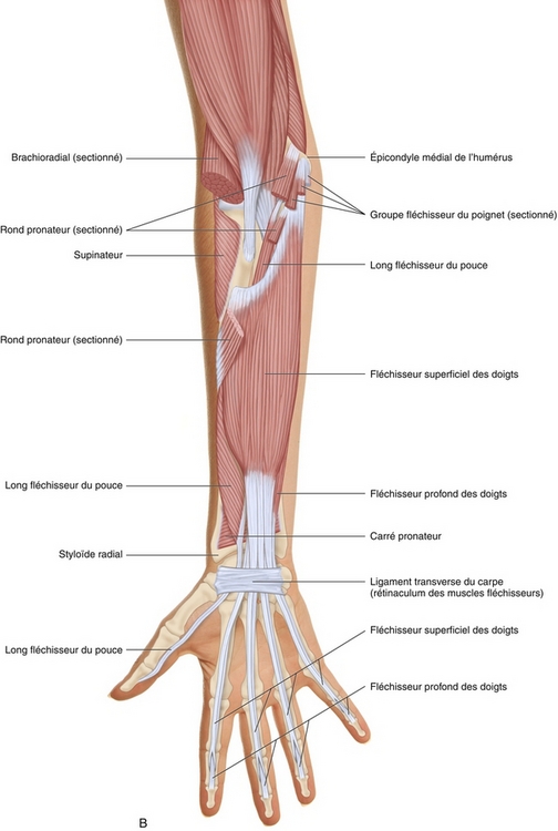 Muscles avant bras  Musculation cuisse, Muscler avant bras, Anatomie des  muscles