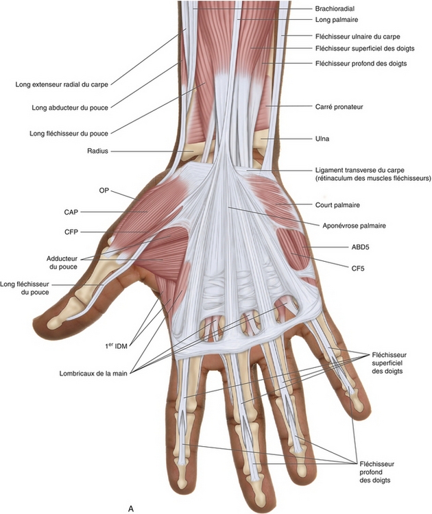 1-Les os de la main, de lavant-bras et du bras en vue palmaire.