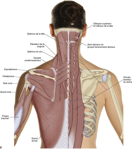 11. Région n° 2—Palpation des muscles du cou | Medicine Key