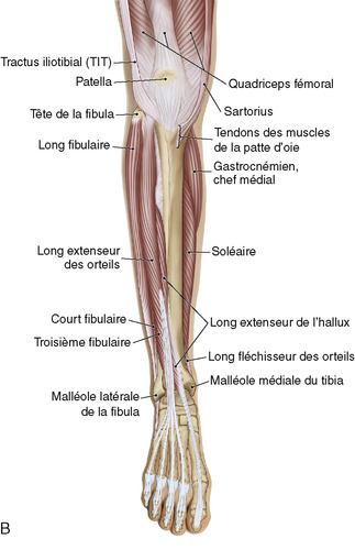 Muscles de la jambe : liste, anatomie, douleur