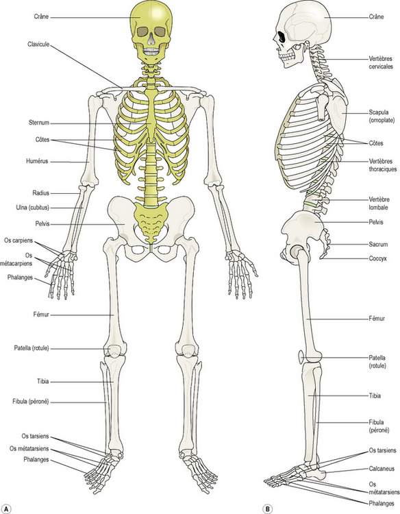 16: Appareil Musculosquelettique | Medicine Key