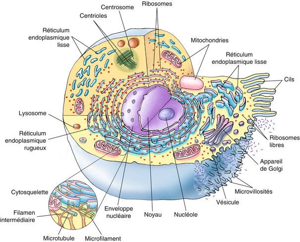 1: De La Cellule Aux Fonctions: Notions Essentielles | Medicine Key