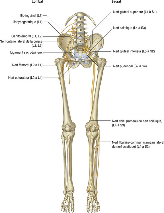 Nerfs Des Membres Inférieurs