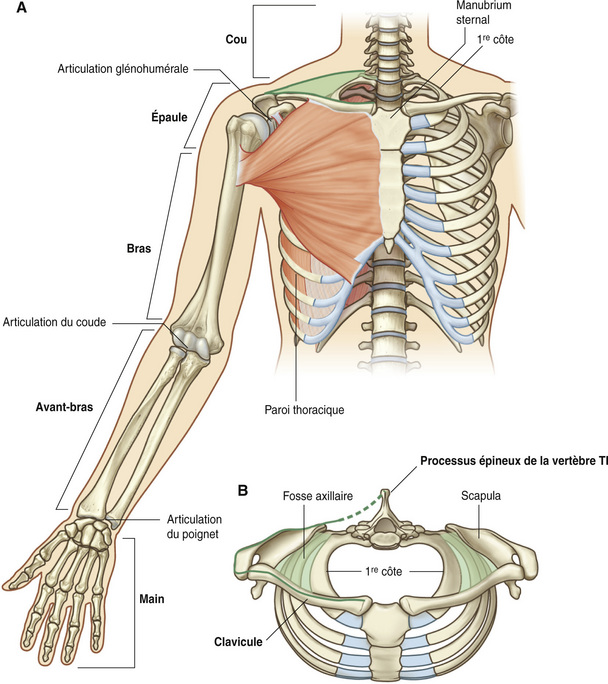 7: Membre Supérieur | Medicine Key