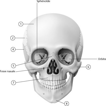 2. Anatomie Appliquée | Medicine Key