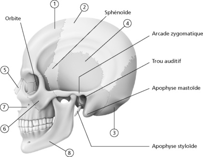 2. Anatomie Appliquée | Medicine Key