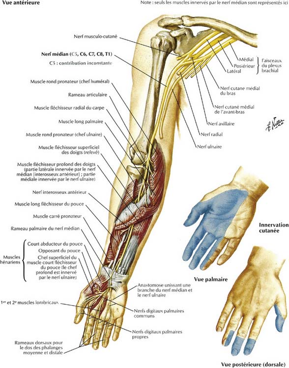 12: Le Poignet Et La Main | Medicine Key