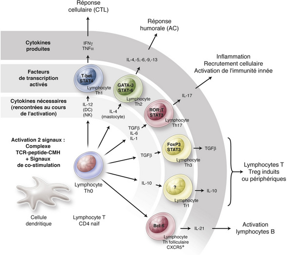 1: Immunologie Générale | Medicine Key