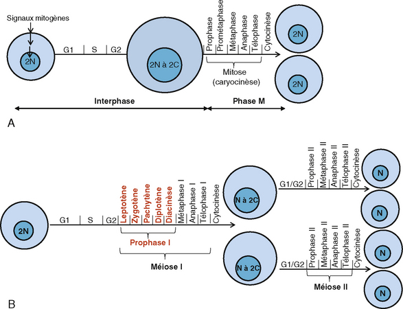 14: Division Cellulaire | Medicine Key