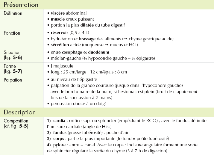 5: ORGANES, VISCÈRES ET RÉGIONS DE L’ABDOMEN | Medicine Key