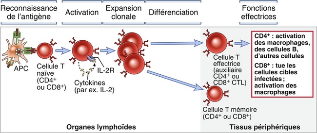 5: Réponses Immunitaires Impliquant Les Lymphocytes T: Activation Des ...