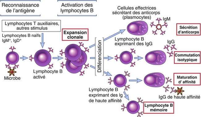 7: Réponses Immunitaires Humorales: Activation Des Lymphocytes B Et ...