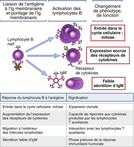 7: Réponses Immunitaires Humorales: Activation Des Lymphocytes B Et ...