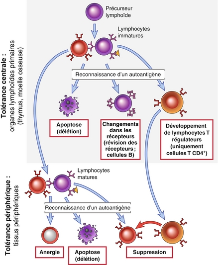 9: Tolérance Immunitaire Et Auto-immunité: Discrimination Entre Le Soi ...