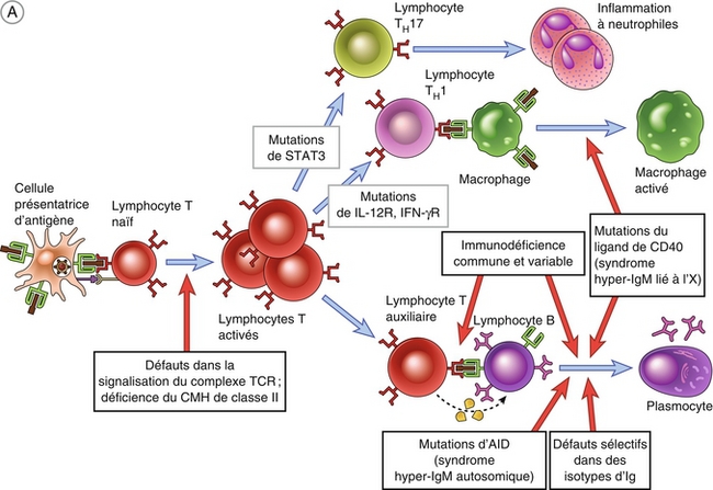 12: Immunodéficiences Congénitales Et Acquises: Maladies Provoquées Par ...