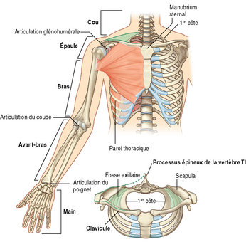 Anatomie | Medicine Key