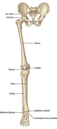 Anatomie | Medicine Key